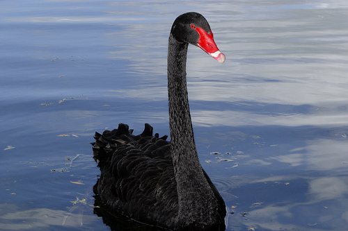 Black Swan