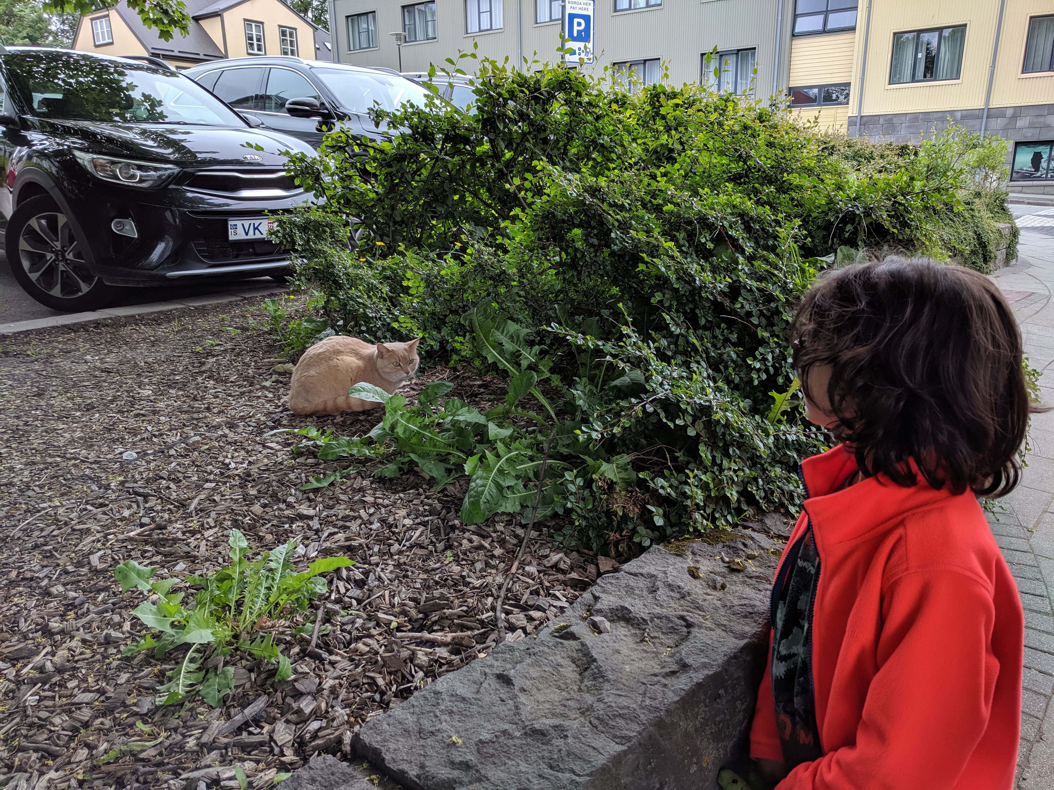 Reykjavík cat
