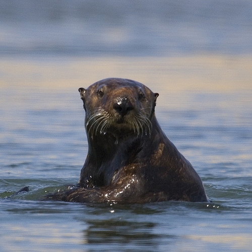 Sea Otter