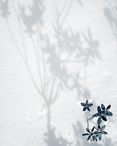 Flower shadows on newfallen snow