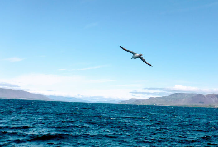 Northern Fulmar